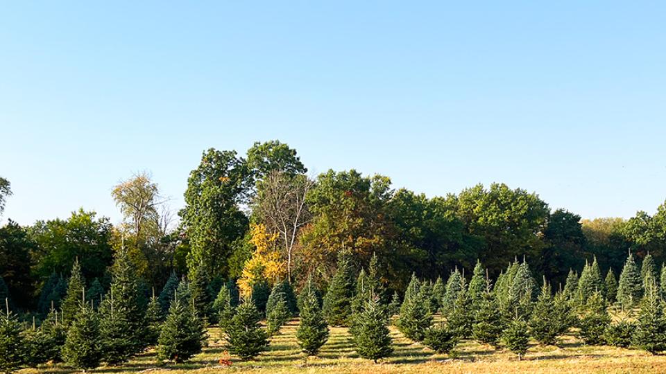 Christmas Trees are ready to be sold