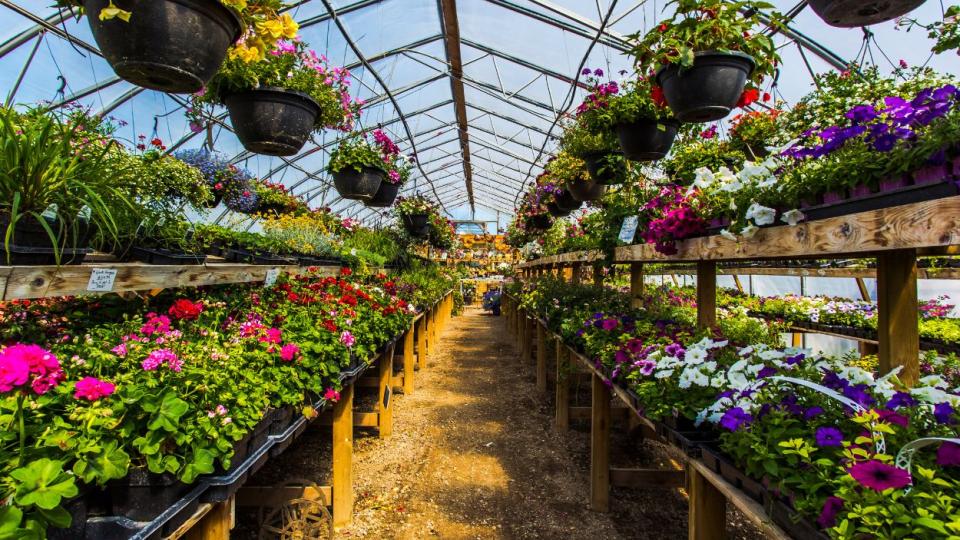 A greenhouse full of plants